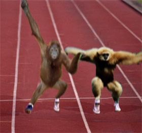 monkeyrace.jpg